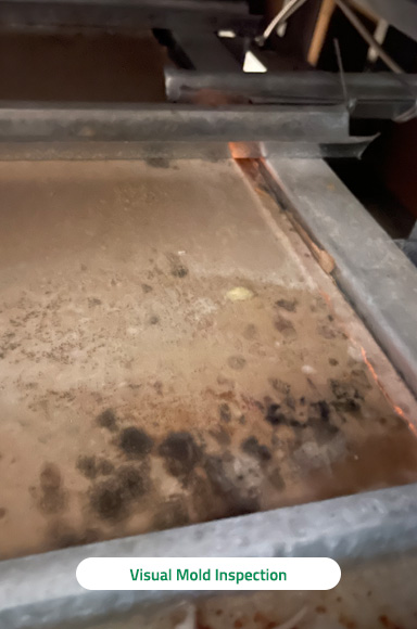 Mold Inspection Services Mold Inspection Services